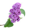 丁香花PNG免扣素材