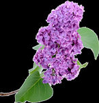 丁香花PNG免扣素材