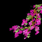 梅花PNG免扣鲜花素材