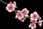 粉色樱花桃花PNG免扣鲜花素材