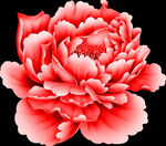 盛开牡丹花PNG免扣鲜花素材