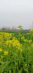 油菜花  