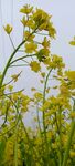 油菜花