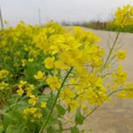 油菜花