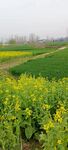 油菜花 
