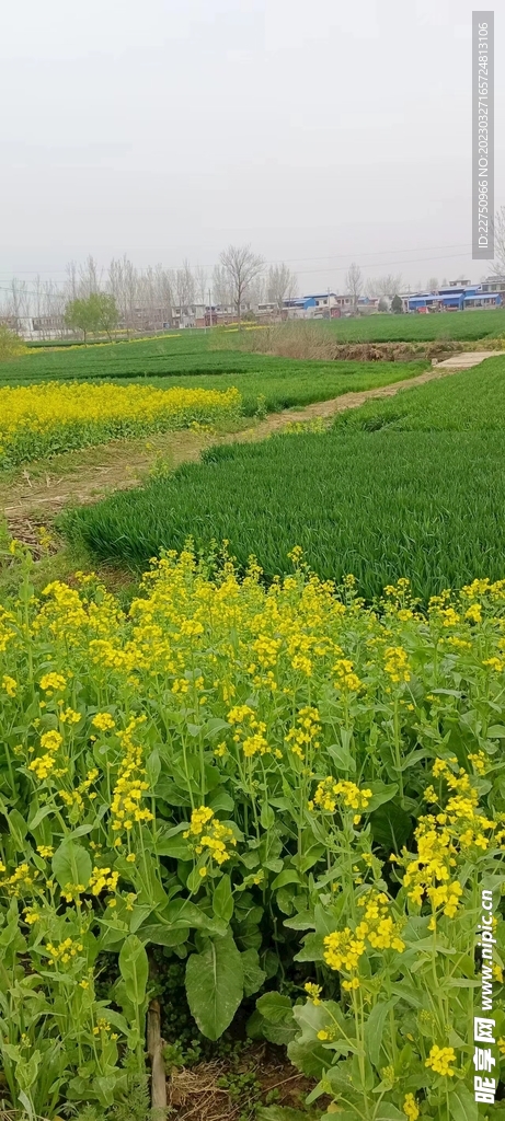 油菜花 摄影图__田园风光_自然景观_摄影图库_昵图网