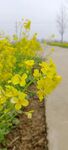 油菜花