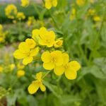 油菜花
