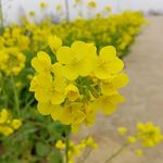 油菜花