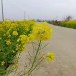 油菜花  