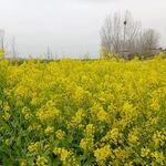 油菜花