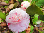 山茶花开