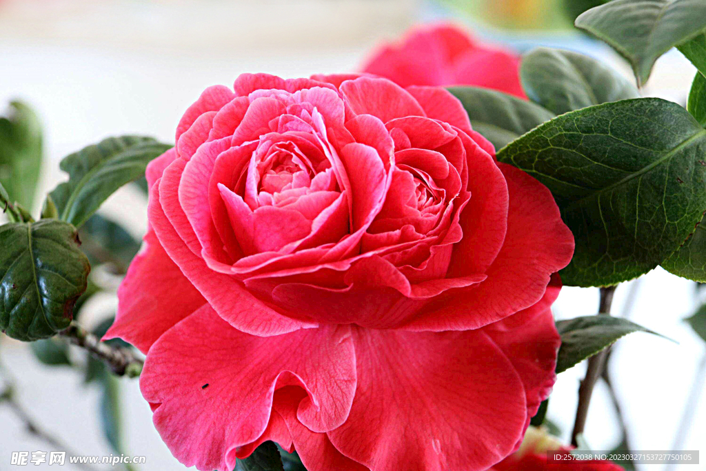 山茶花开