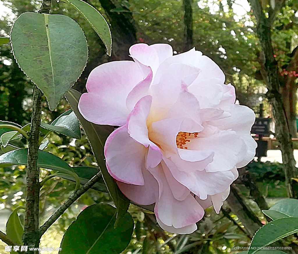 山茶花开