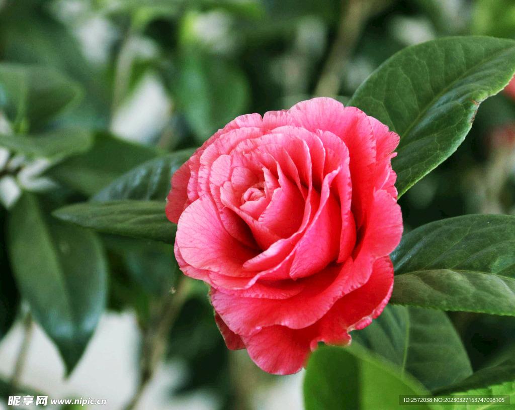 山茶花开
