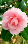 山茶花开