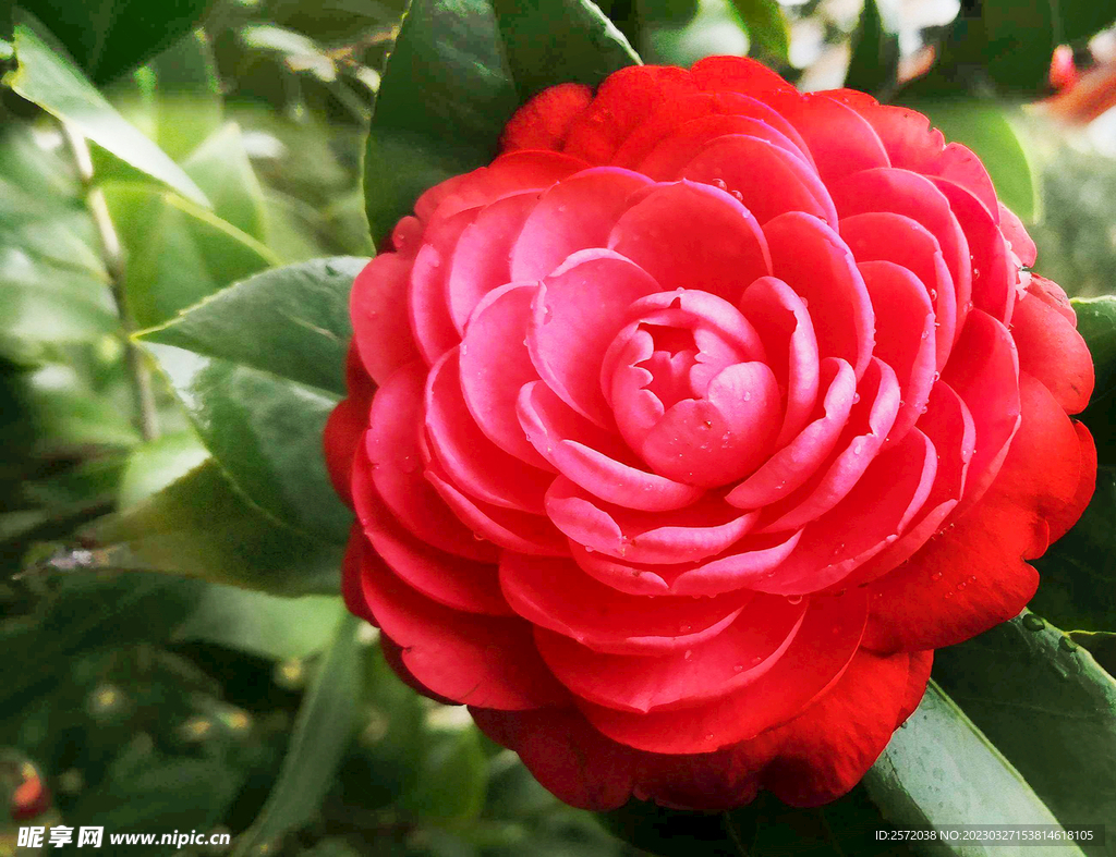 山茶花开