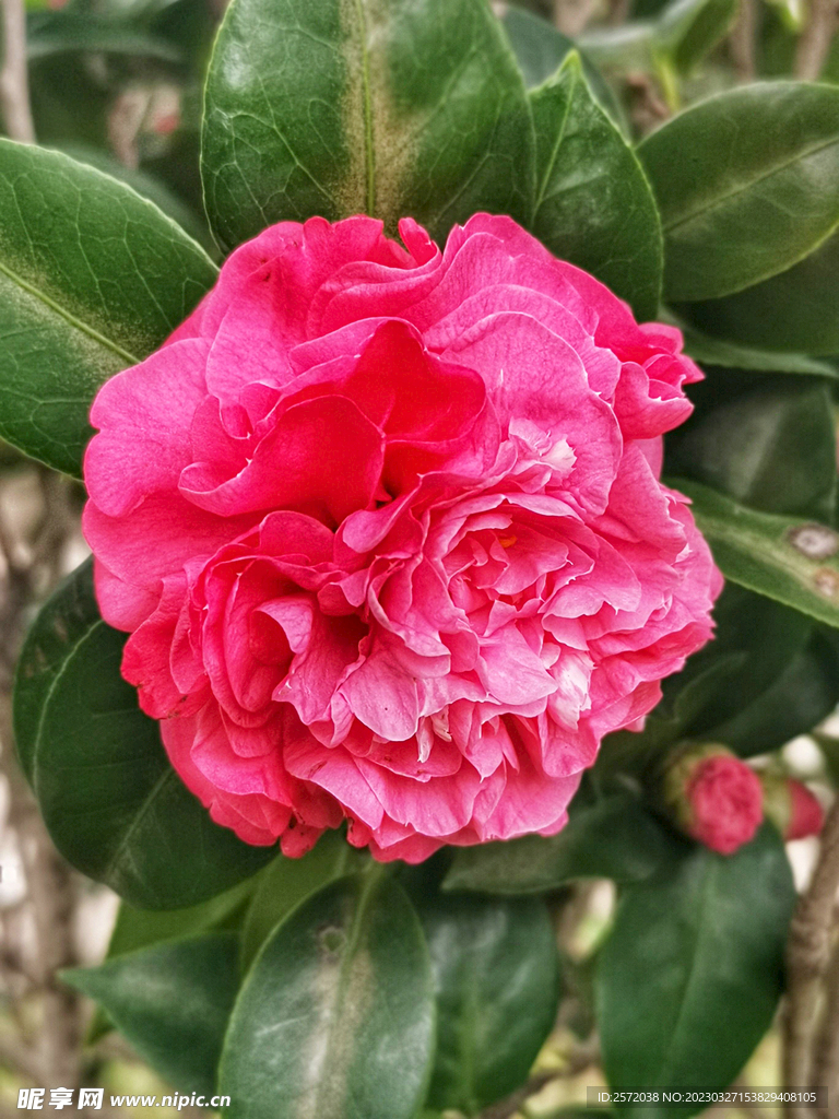 山茶花开