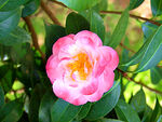 山茶花开