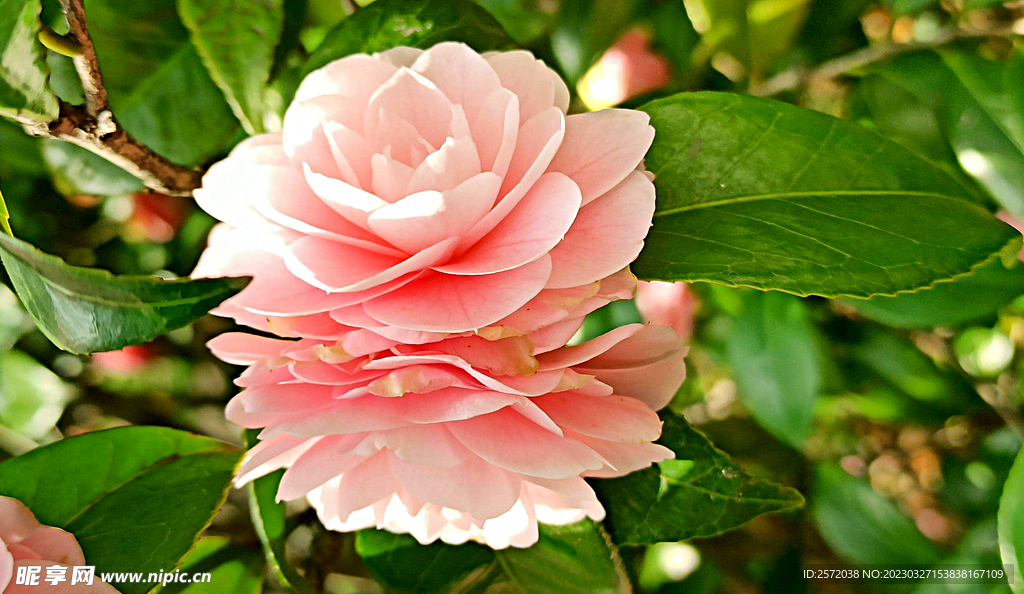 山茶花开
