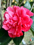 山茶花开