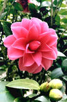山茶花开