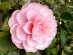 山茶花开