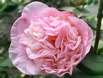 山茶花开