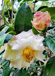 山茶花开