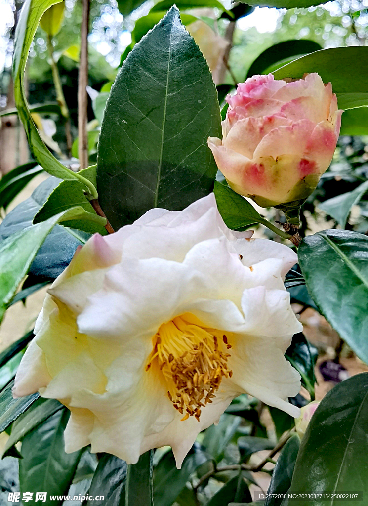 山茶花开