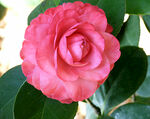 山茶花开