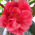 山茶花开