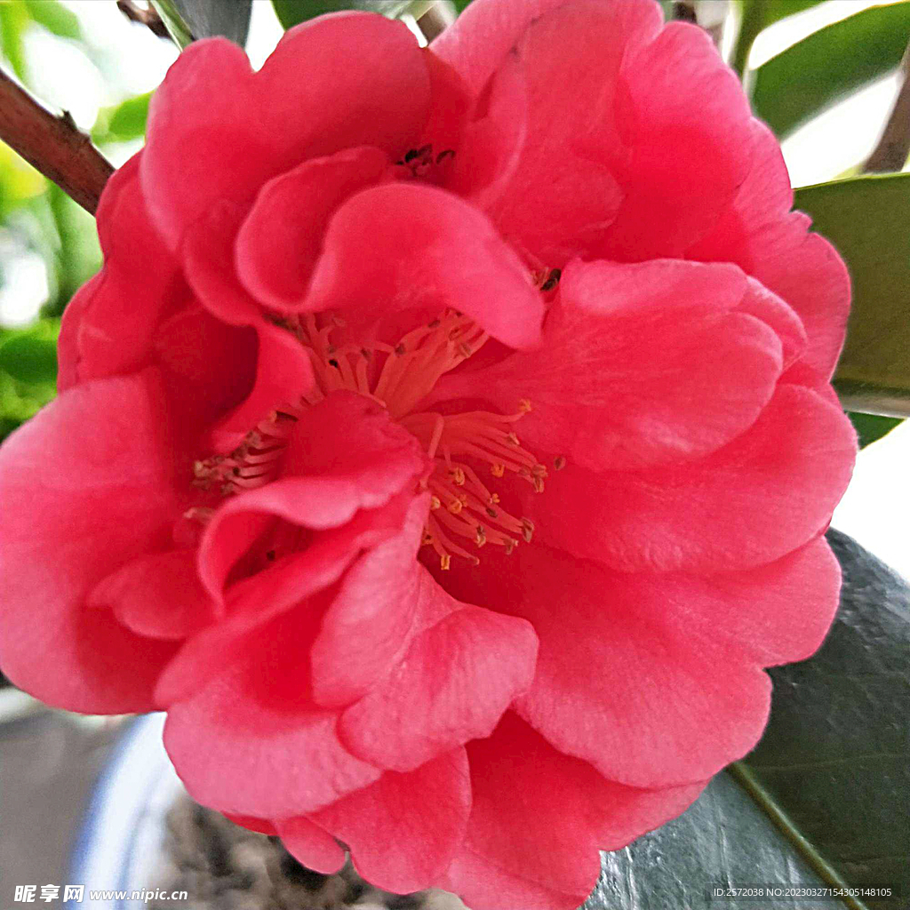 山茶花开