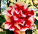 山茶花开