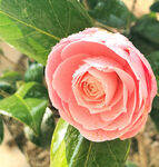 山茶花开