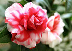 山茶花开