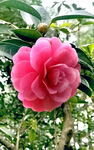 山茶花开