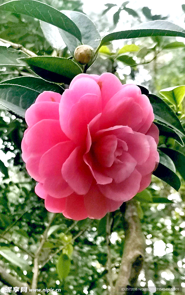 山茶花开