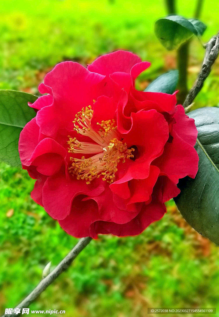 山茶花开