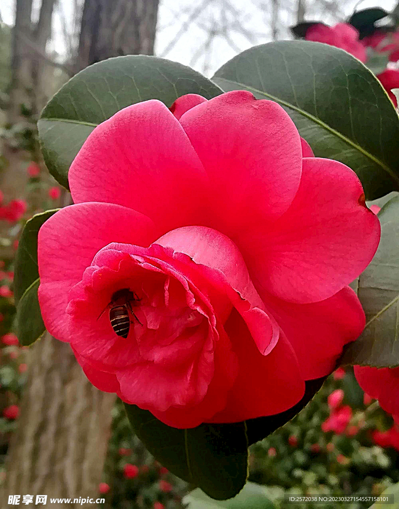 山茶花开