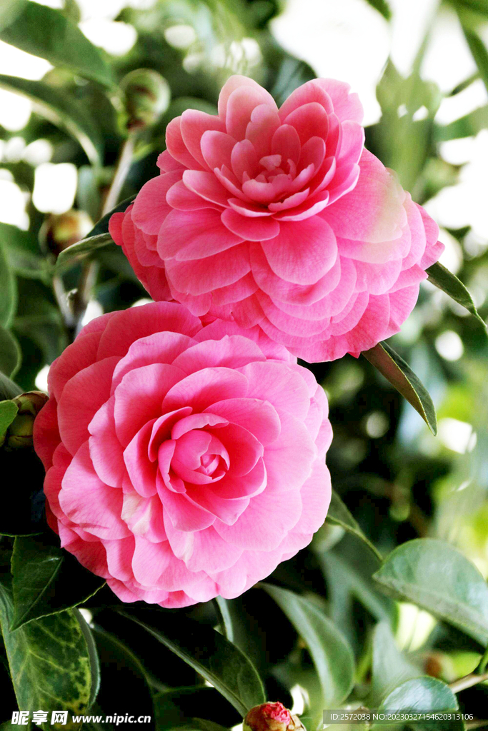 山茶花开