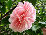 山茶花开