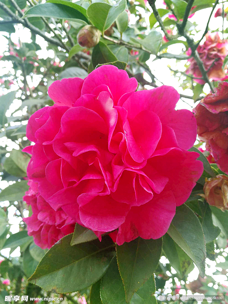 山茶花开