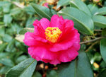 山茶花开