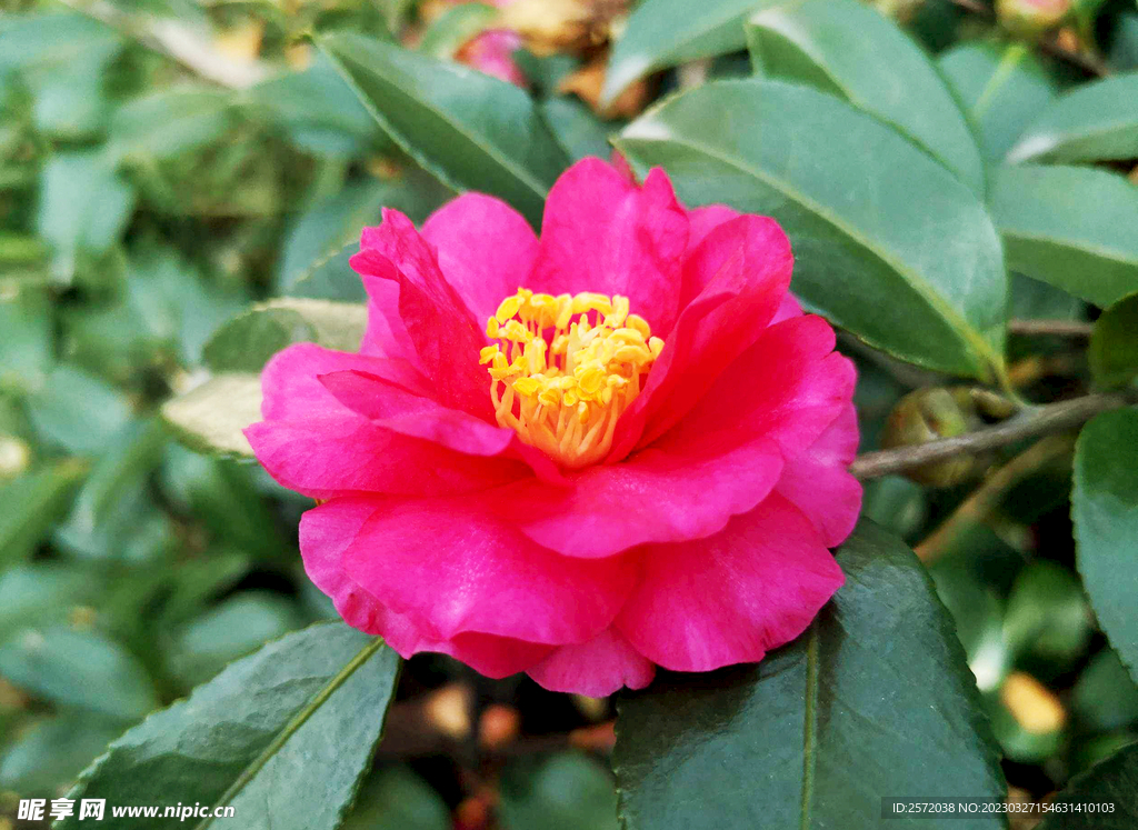 山茶花开