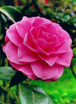 山茶花开
