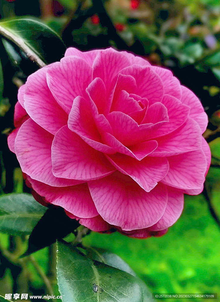 山茶花开