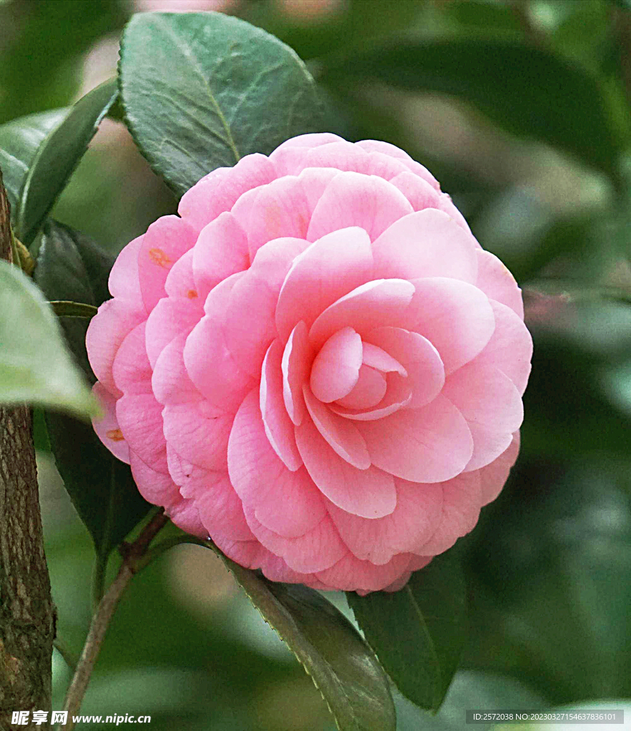 山茶花开