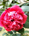 山茶花开