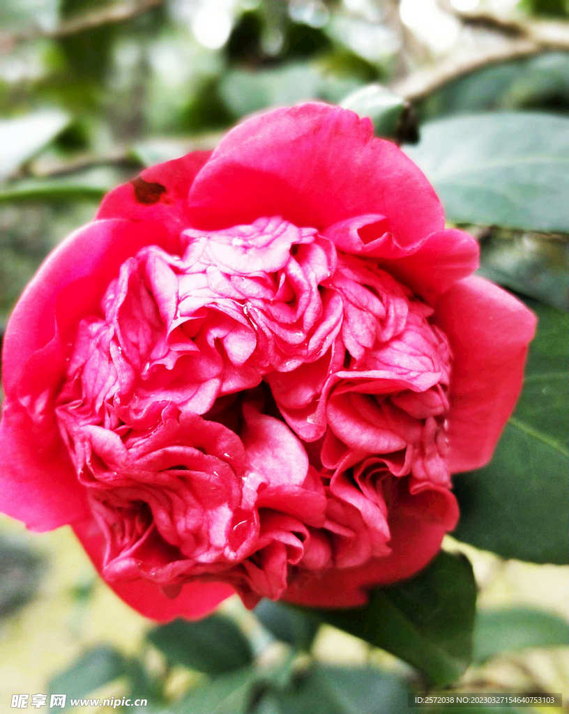 山茶花开